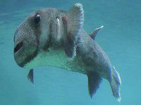 �s���j�A(Piranha)