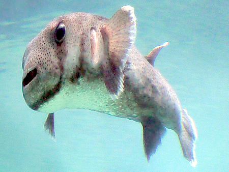 �s���j�A(Piranha)