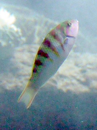 �G���[���t�B�b�V��