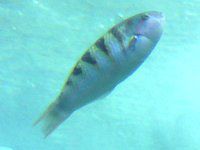 �G���[���t�B�b�V��(angelfish