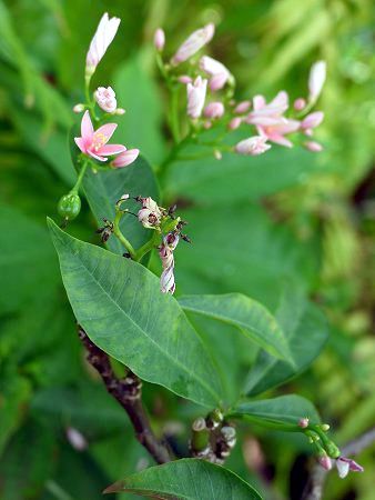 �i�����E�U�N��(��m��)