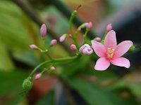 �i�����E�T�N�� �i��m���j