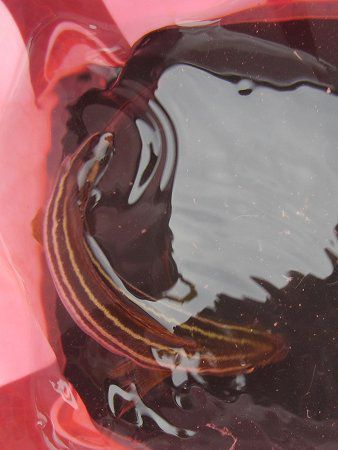 ���b�ŉj���E���{�E