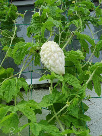 �t���[�c�S�[���[