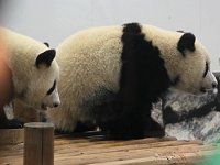 �W���C�A���g�p���_1