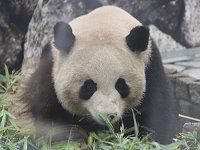 �W���C�A���g�p���_�iGiant Panda�j