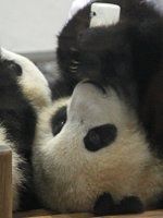 �W���C�A���g�p���_2