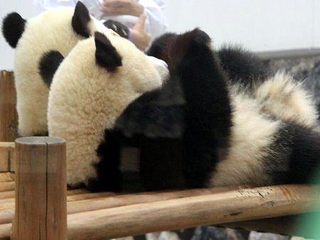 �W���C�A���g�p���_�iGiant Panda�j