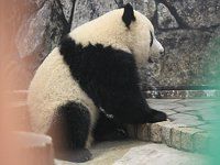 �W���C�A���g�p���_4