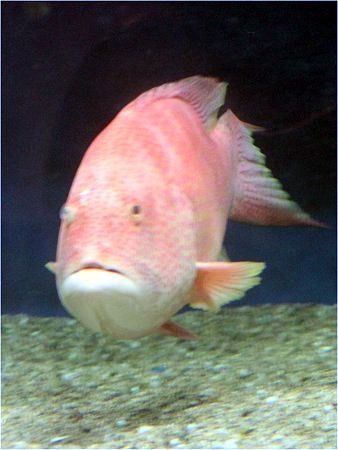 �o���n�^