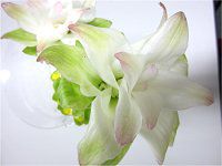 �^�[�����b�N�A���iTurmeric�j