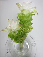 �^�[�����b�N�A���iTurmeric�j