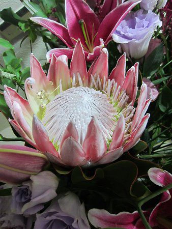 �L���O�v���e�A