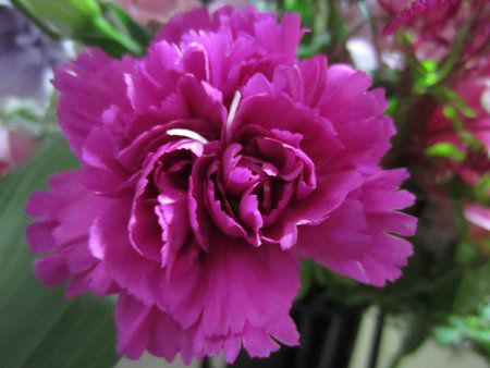 �J�[�l�[�V����(Carnation)
