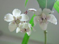 �t�E�Z���g�E���^�i���D���ȁj�̉�