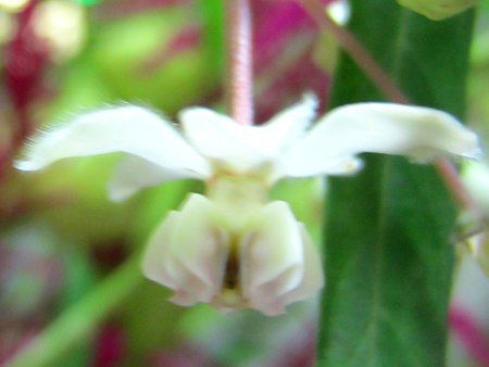 �E�Z���g�E���^�̉�