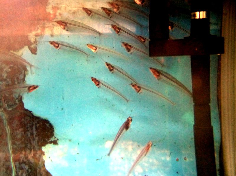 Trans Lucent glass Catfish