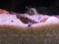 �X�p�C�j�B�C�[���iSpiny eel�j