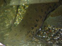 �v���g�v�e���X�E�A�l�N�e���X�iProtopterus annectens�j