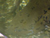 �v���g�v�e���X�E�A�l�N�e���X�iProtopterus annectens�j