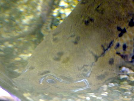 �v���g�v�e���X�E�A�l�N�e���X�iProtopterus annectens�j