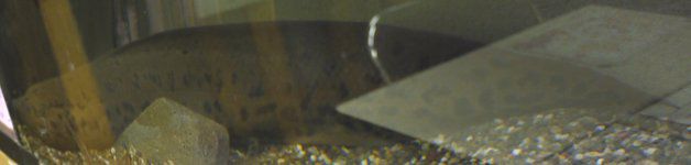 �v���g�v�e���X�E�A�l�N�e���X�iProtopterus annectens�j