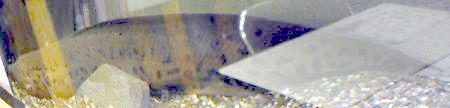 �v���g�v�e���X�E�A�l�N�e���X�iProtopterus annectens�j