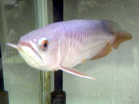 �A�W�A�A�����i�iAsian arowana�j