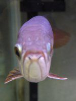 �A�W�A�A�����i�iAsian arowana�j