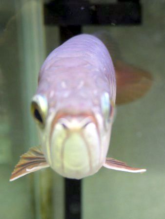 �A�W�A�A�����i�iAsian arowana�j