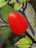 �g�E�K���V�i���h�q�j