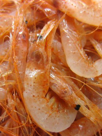 �T�N���G�r�i���C�V�j