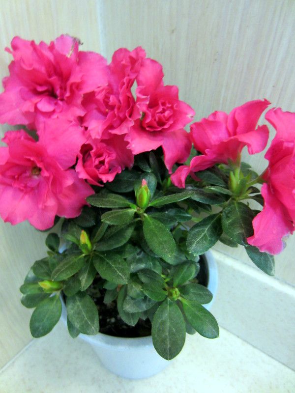 �A�U���A(Azalea)