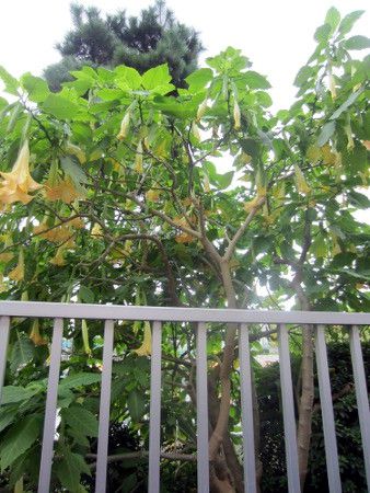 �G���W�F���X�E�g�����y�b�g�E�c���[(Angel's trumpet tree) 