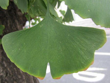 �C�`���E�i�������j