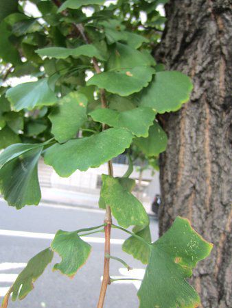�C�`���E�i�������j