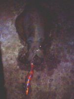 �A�I���C�J�މ�
