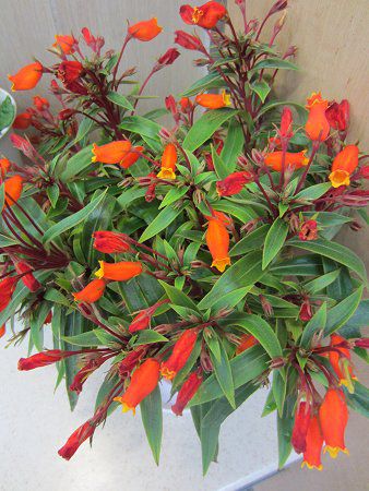 seemannia