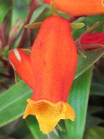 seemannia
