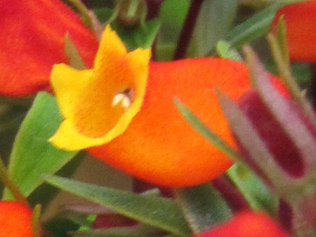 Seemannia