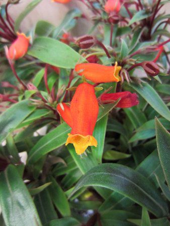 Seemannia