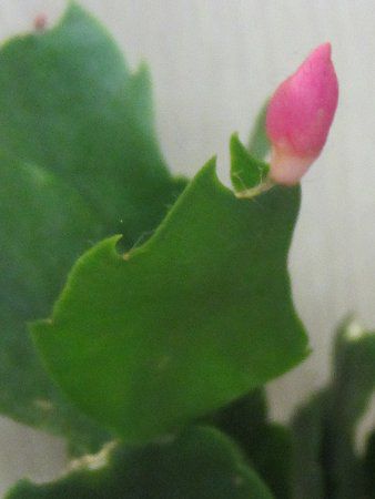 �V���R�o�T�{�e���E�}�h���K