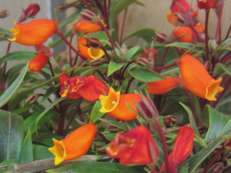 Seemannia