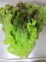 �T�j�[���^�X