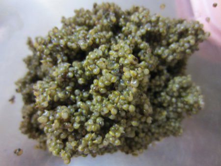 �g���u��