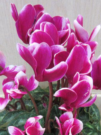 �~�j�V�N������(mini cyclamen)