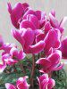�~�j�V�N������(mini cyclamen)