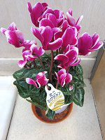 �~�j�V�N������(mini cyclamen)