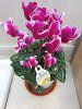 �~�j�V�N������(mini cyclamen)