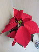 �|�C���Z�`�A(Poinsettia)